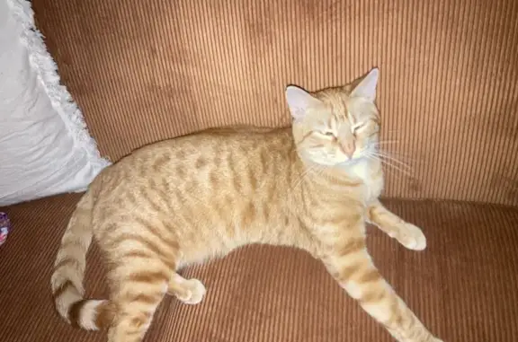 Animaux perdus Pau, photo: Chat roux craintif perdu, rue J.-B. Carreau