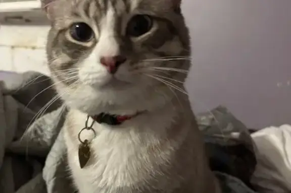 Lost: Shy, Vocal Cat with Raccoon Tail