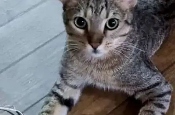gato desaparecida