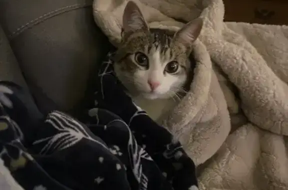 Lost Tabby Cat: Pink Nose & Unique Spots