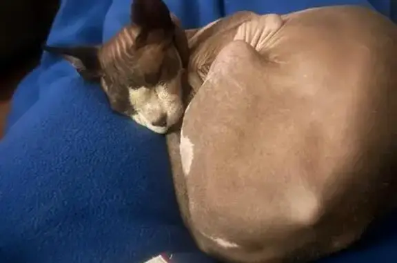 ¡Ayuda a encontrar a Gru, el gato sin pelo!