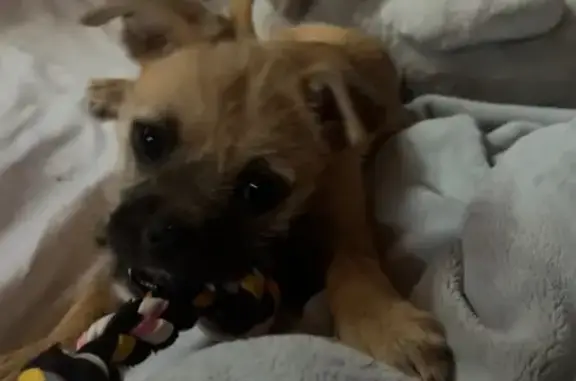 Lost Beige Pug-Chihuahua in Tucson Area