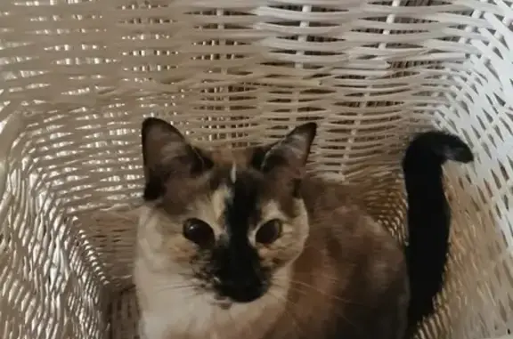 Chat perdue : Styx, route de Saint-Maurice - photo