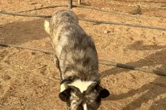 Mastín atigrado perdido en Bollullos