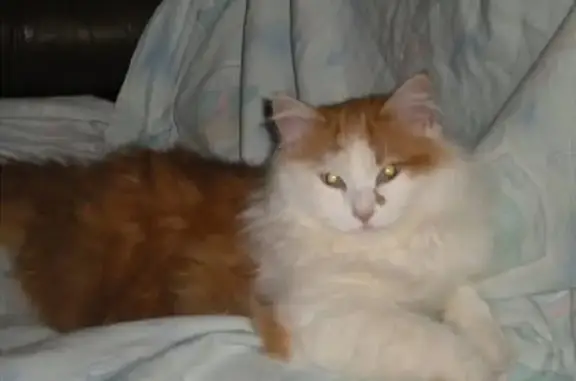 Chat perdu, Mauvezin, photo: Chat roux et blanc perdu à Mauvezin