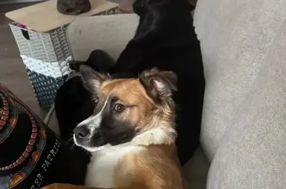 Lost: Skittish Australian Shepherd Mix