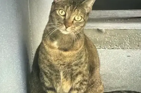 Lost Cat Kiwi: Help Find Our Friendly Feline