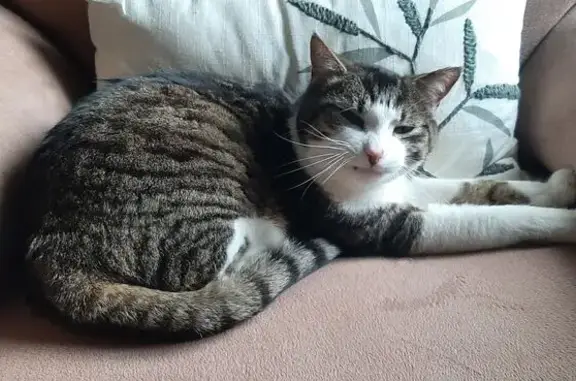 Chat perdu : Gris noir tigré à Maurs - photo