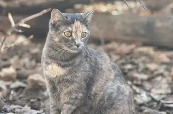 Lost Grey Calico Cat on Jackson Ave