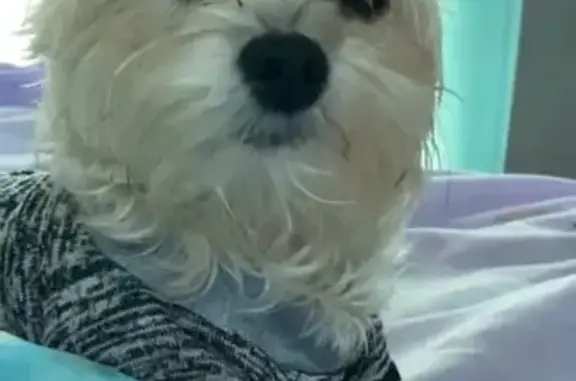 Lost Small White Dog on Waldman Ave