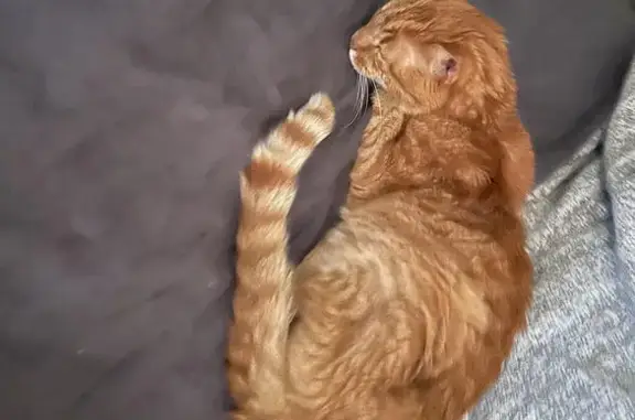 Chat CHAROU malade cherche sa famille - photo