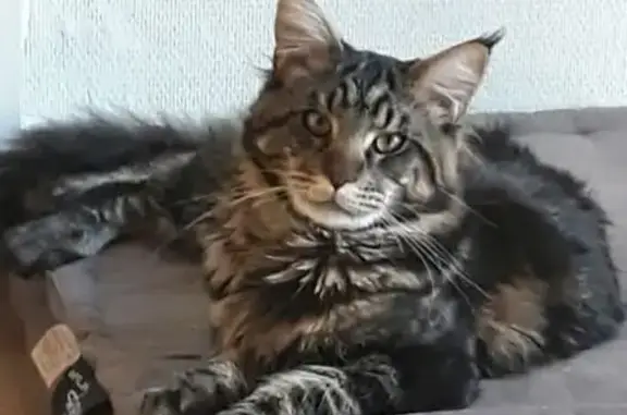 Chat perdu, , photo: Chat perdu : Négus, Main Coon 8 ans, Arles