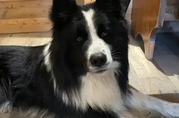 Animaux trouvés Megève, photo: Chien mâle maigre trouvé Rue Charles Feige