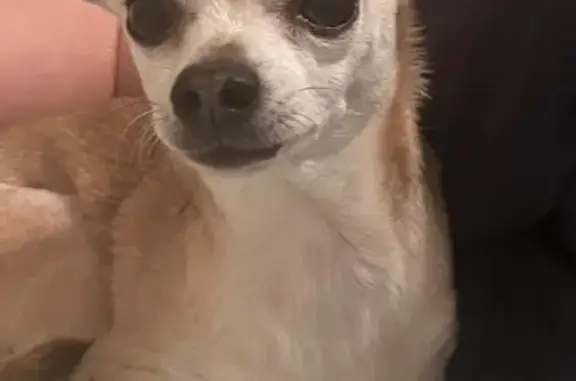Lost Tan & White Chihuahua in Spring Hill