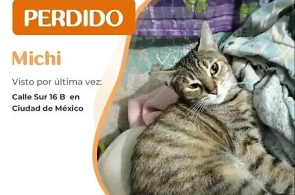 Gata Atigrada Perdida en Sur 16-B, CDMX