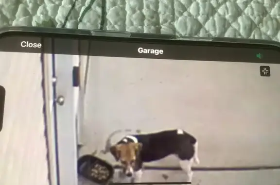 Shy Beagle Found Near Bayview Dr, NC