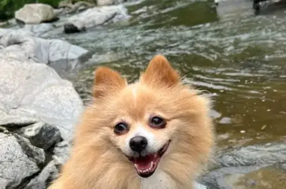 Lost Pomeranian Near Jackson Civic Center