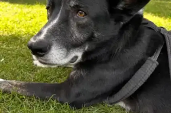 Lost Dog: Black Coat, White Paws, Amber Eyes