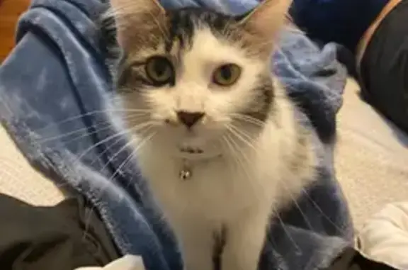 Lost Fluffy Cat Oreo in Riverside Area
