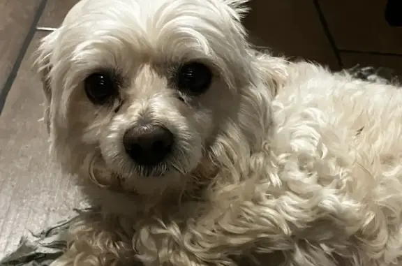 Lost Dog on North Lorel Ave, Chicago