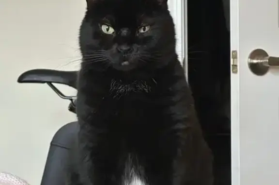Lost Black Cat: Tipped Ear, Saxonville