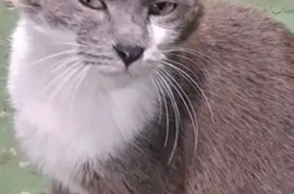 Chat trouvé , photo: Chat sociable trouvé maigre à Coadout