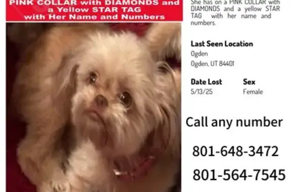Lost Shih Tzu: 