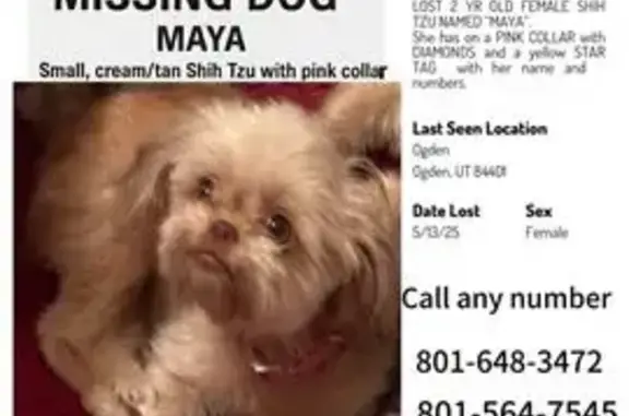 Lost Shih Tzu 
