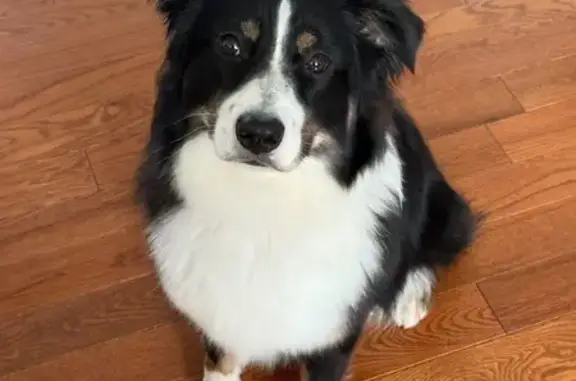 Lost Tricolor Aussie Shepard in Tenafly, NJ