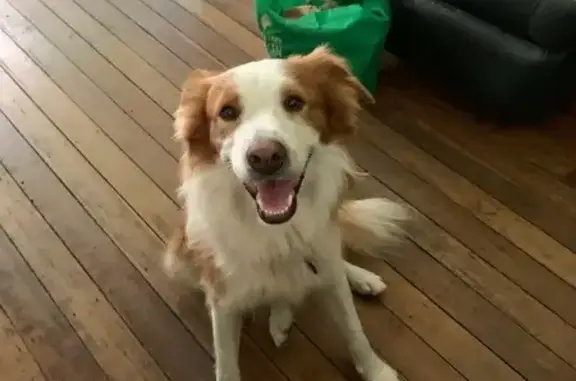 Lost Dog: Friendly Ginger & White in Newcastle