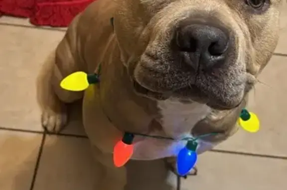 Lost Tan Bully: Gulfport, 112 New Haven