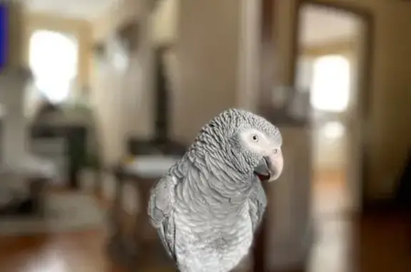 Help Find Kody: Lost Bird in B...