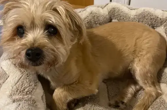 Found: Tan Yorkie Mix on South Main St.