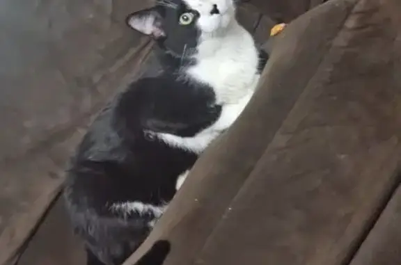 Lost Cat: Purple Collar, El Camino Area