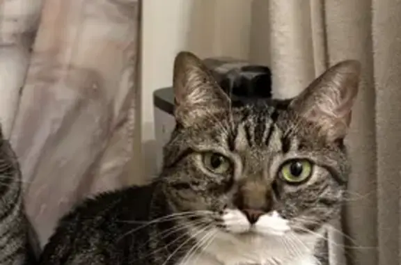Lost Tabby Cat - Red Oak Drive, Salem