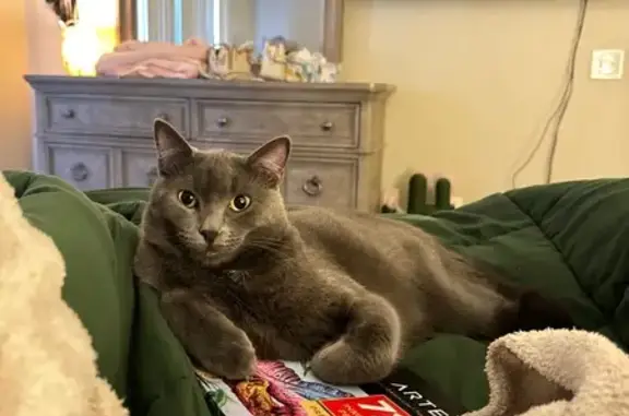 Lost Gray Cat: Lavender Collar, Las Vegas