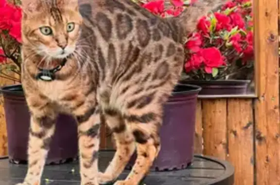 Lost Mini Leopard Cat on 80th Street