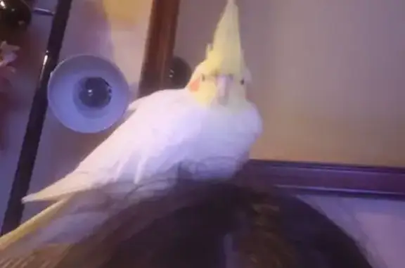 Help Find Nemo: Lost Bird Near...