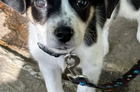 Lost Dog: White with Black Spots
