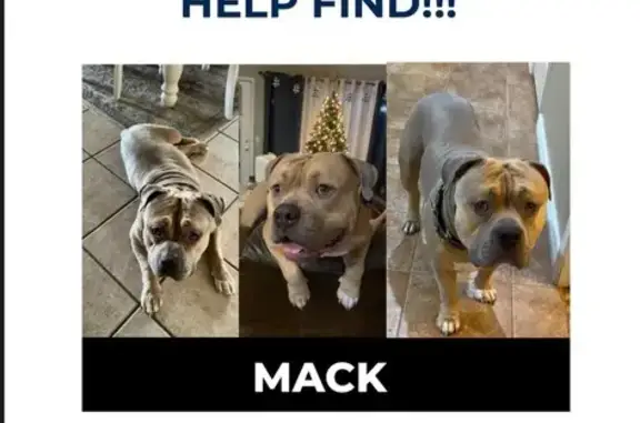 Lost Friendly Pitbull in Glendale Area