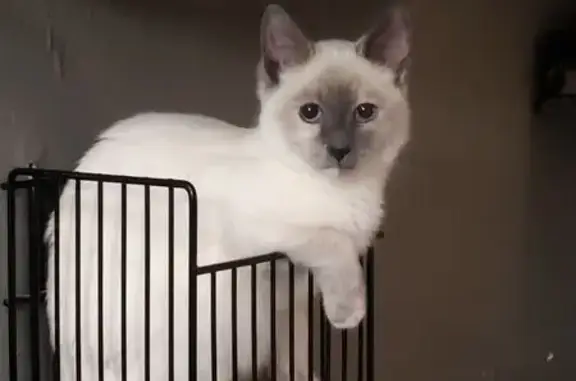 Lost Cat Nova: Help Bring Her Home!