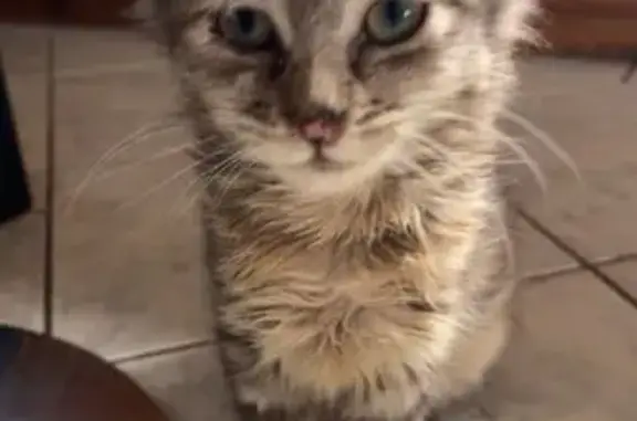 Friendly Golden Kitten Lost in Port Adelaide
