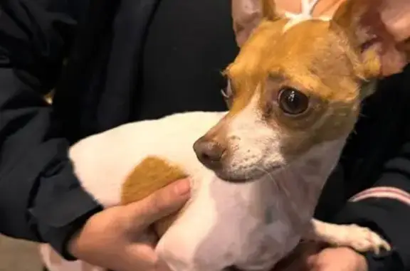 Perro Chihuahua macho hallado en CDMX