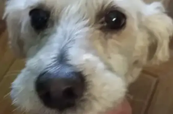 Se Busca: Perra Blanca Mayor Desaparecida