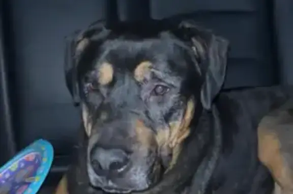 Found Rottweiler Mix on Macon Rd