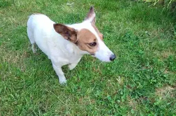 Chien trouvé Trilport, photo: Chien trouvé : Blanche et marron à Trilport
