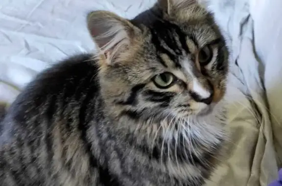 Chat perdu : Goku, noir et roux, Chauray - photo