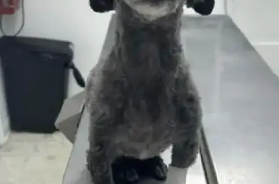 Lost Dog: Brownie, Shaved Black & Grey