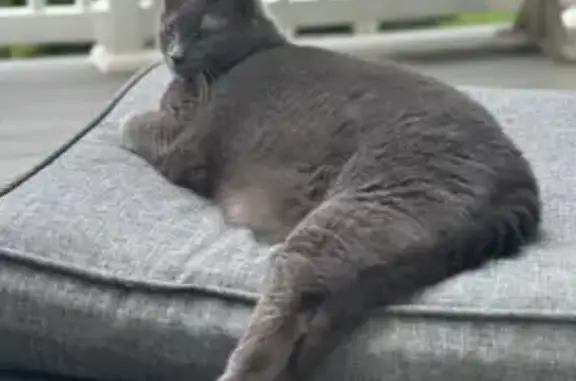 Missing: Chubby Grey Cat with Chirpy Meow