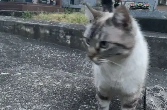 Animaux trouvés Ligugé, photo: Chat trouvée à Ligugé, Place Lambert
